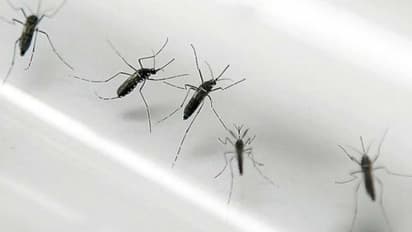 Japanese Encephalitis: Health minister dispatches central team to review situation in Assam