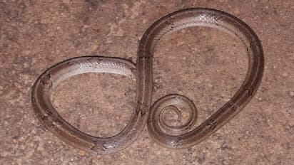 ವಿವಿಪ್ಯಾಟ್ನಲ್ಲಿ ಹಾವು!: ಆತಂಕ ಸೃಷ್ಟಿ