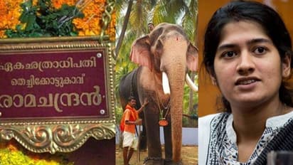 പൂരത്തിന് തിടമ്പേറ്റാന്‍ രാമന്‍ എത്തുമോ? ഇനി കാത്തിരിപ്പ് കളക്ടറുടെ തീരുമാനത്തിന്