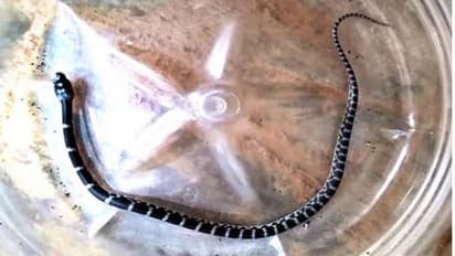 ನಿರುಪದ್ರವಿ ಹಾವಿನ ಪ್ರಾಣ ಉಳಿಸಿಸ ವಾಟ್ಸಪ್!