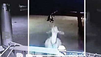 ದೇಗುಲದ ಗಂಟೆ ಬಾರಿಸುವ ಹಸುವಿನ ವಿಡಿಯೋ ವೈರಲ್