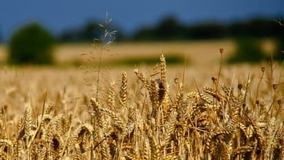 മണ്ണ് കനിഞ്ഞു, ഗോതമ്പ് ഉല്പാദനം റെക്കോര്ഡിട്ടേക്കും; ഇറക്കുമതി തീരുവ 40 ശതമാനം