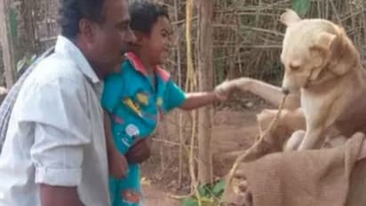 ವಿಷದ ಹಾವಿನಿಂದ ಮಾಲೀಕನನ್ನು ರಕ್ಷಿಸಿ ಜೀವ ಬಿಟ್ಟ ಶ್ವಾನ