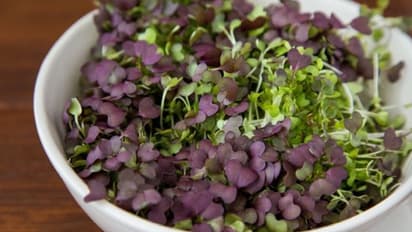 രോഗപ്രതിരോധശേഷിക്ക് ഇലക്കറിയെക്കാള്‍ പോഷകഗുണമുള്ള മൈക്രോഗ്രീന്‍