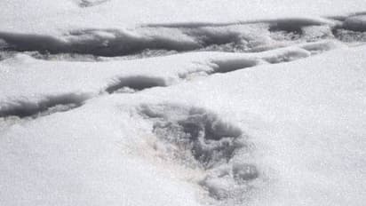 সত্য়ি কি ইয়েতি রয়েছে! অতিকায় পায়ের ছাপের ছবি পোস্ট করল ভারতীয় সেনা