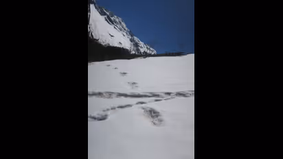 Yeti to Mermaid: 10 serious claims about fantastic beasts and where to find them