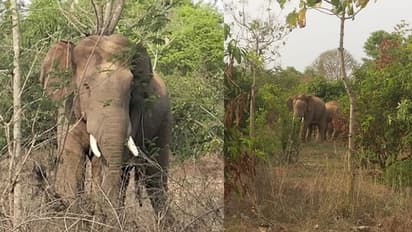 ಆನೆಯೊಂದಿಗೆ ಸೆಲ್ಫಿ ಕ್ಲಿಕ್ಕಿಸಲು ಹೋಗಿ ಕಣ್ಣು ಕಳೆದುಕೊಂಡ