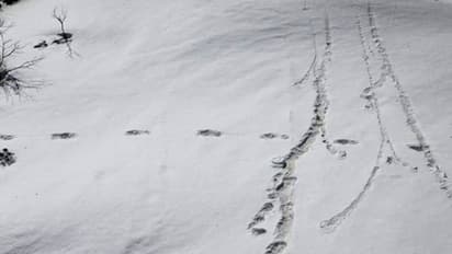 ইয়েতি নয়, ভারতীয় সেনার দাবি উড়িয়ে নেপাল জানাল অতিকায় পায়ের ছাপগুলি আসলে কার