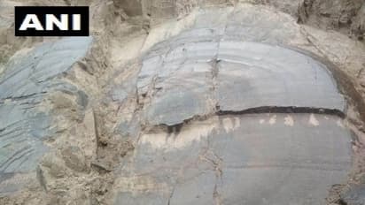 ಮೆಸೊಜೊಯಿಕ್ ಯುಗದ ಬೃಹತ್ ಮರದ ಪಳೆಯುಳಿಕೆ ಪತ್ತೆ!