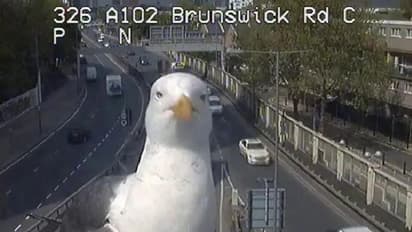 ಟ್ರಾಫಿಕ್ ಕ್ಯಾಮರಾದಲ್ಲಿ ಸೆಲ್ಫೀ ಕ್ಲಿಕ್ಕಿಸಲು ಬಂದ ಹಕ್ಕಿ! ವಿಡಿಯೋ ಫುಲ್ ವೈರಲ್