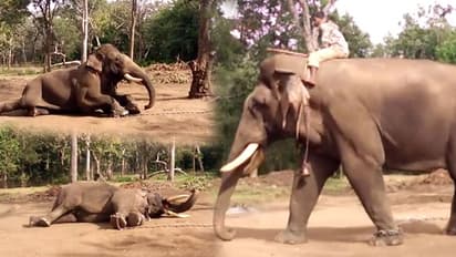 ದಸರಾ ಮೇಲೆ ಪರಿಣಾಮ ಬೀರಿದ ರಾಜಕಾರಣದ ಅಸ್ಥಿರತೆ