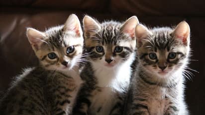 30-year-old Mumbai man burns kittens for ‘fun’, arrested