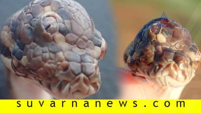ಹೆದ್ದಾರಿಯಲ್ಲಿ ಪತ್ತೆಯಾಯ್ತು ಮೂರು ಕಣ್ಣಿನ ಹಾವು: ಫೋಟೋ ವೈರಲ್