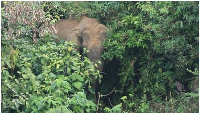അര്‍ദ്ധരാത്രിയില്‍ നാടിനെ വിറപ്പിച്ച് ചങ്ങല പൊട്ടിച്ച് ഓടിയ ആന; വന്‍ ദുരന്തം ഒഴിവായത് തലനാരിഴയ്ക്ക്