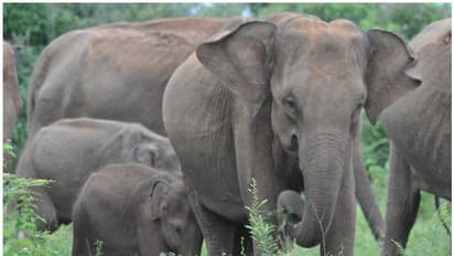 ಒಂಟಿ ಸಲಗ ಸೆರೆಗೆ ಸಕಲ ಸಿದ್ಧತೆ: ಹಾಸನದ ಕ್ಯಾಂಪ್‌ಗೆ 5 ಸಾಕಾನೆಗಳು