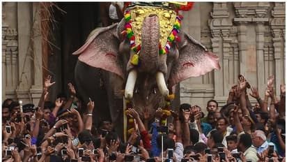 തെച്ചിക്കോട്ടുകാവ് രാമചന്ദ്രൻ അപകടമുണ്ടാക്കിയാൽ ഉത്തരവാദിത്വം ഏറ്റെടുക്കാൻ തയ്യാറെന്ന് ആന ഉടമകൾ