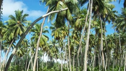 കള്ള് ചെത്തുന്ന തെങ്ങിന്‍ തോപ്പുകളില്‍ എക്സൈസ് പരിശോധന