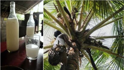 കളളില്‍ കഞ്ചാവിന്‍റെ അംശം: അന്വേഷണം തുടരുന്നു; അഞ്ച് ഷാപ്പുകൾ അടച്ച് പൂട്ടി