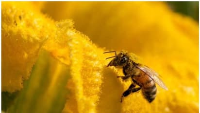 യുഎന്നിന്റെ ഞെട്ടിപ്പിക്കുന്ന റിപ്പോര്ട്ട്; ദശാബ്ദങ്ങള്ക്കുള്ളില് 10 ലക്ഷം ജീവിവര്ഗങ്ങള് വംശനാശ ഭീഷണിയിലേക്ക്