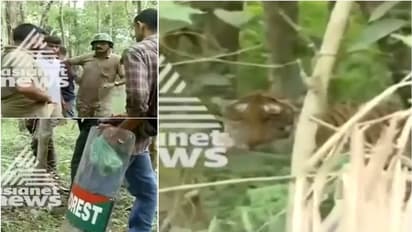 പുൽപ്പള്ളിയിലിറങ്ങിയ കടുവയെ ഒന്നര ദിവസം നീണ്ട ശ്രമത്തിനൊടുവിൽ തുരത്തിയോടിച്ചു