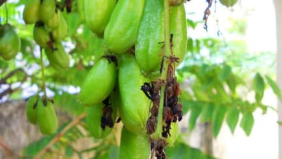 ഇരുമ്പന് പുളി കൊളസ്ട്രോള് കുറയ്ക്കില്ല, സൈഡ് എഫക്ട് ഗുരുതരം; ഞെട്ടിക്കുന്ന പഠനം...