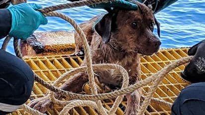 ಬೆಂಗಳೂರು: ಬೀದಿ ನಾಯಿ ಸಾವು, ಡಾಕ್ಟರ್ ವಿರುದ್ಧ ದಾಖಲಾಯ್ತು FIR..!