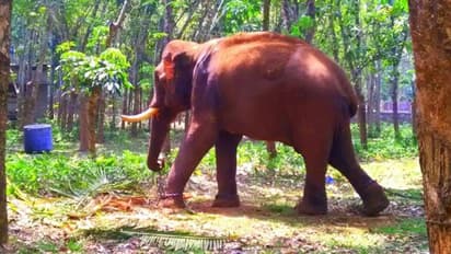 കോന്നിയിൽ അർദ്ധരാത്രി ആന വിരണ്ടോടി; ആറ് വാഹനങ്ങൾ തകർത്തു