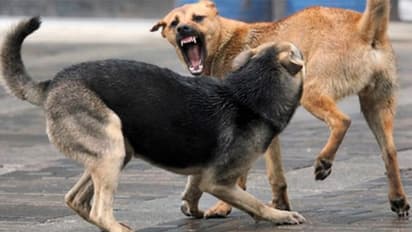 dog bite : മകനെ കടിച്ചതിന്റെ ദേഷ്യത്തില്‍ പിതാവ് നായയുടെ കാല്‍ മുറിച്ച് കൊലപ്പെടുത്തി