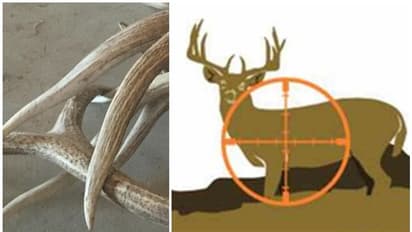 വാഹനമോഷണക്കേസ് പ്രതിയുടെ വീട്ടിൽ പൊലീസ് പരിശോധനക്കെത്തി: കണ്ടെത്തിയത് മാൻ കൊമ്പുകൾ