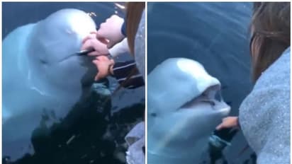 കടലില് പോയ ഫോണുമായി അപ്രതീക്ഷിത എന്ട്രി; അത്ഭുതപ്പെടുത്തുന്ന ദൃശ്യങ്ങള് പുറത്ത്