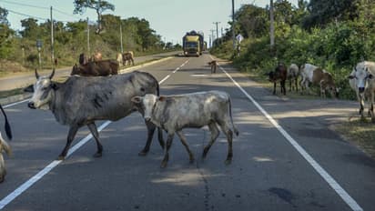 BSF apprehends two cattle smugglers with six cattle along Indo-Bangladesh border