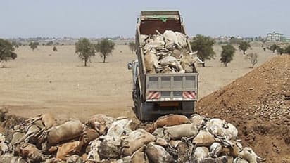 ವೈರಲ್ ಚೆಕ್: ರಾಜಸ್ಥಾನದಲ್ಲಿ ಮೇವಿಲ್ಲದೆ ನೂರಾರು ದನಕರುಗಳು ಮೃತಪಟ್ಟವಾ?