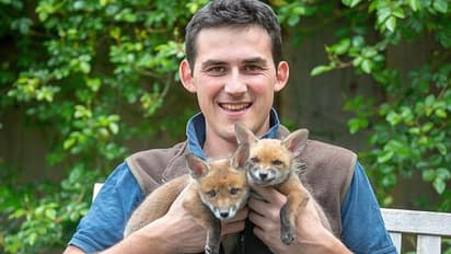 മരിച്ച അമ്മക്കുറുക്കന്‍റെ വയര്‍ കീറി കുഞ്ഞുങ്ങളെ പുറത്തെടുത്തു, അവയെ പരിചരിച്ചു; ഇത് നിസ്വാര്‍ത്ഥ സ്നേഹത്തിന്‍റെ കഥ