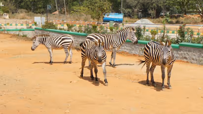 Bannerghatta Biological Park loses Israel-imported Zebra due to gastrointestinal tract infection