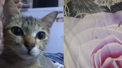 പട്ടിക്കോ പൂച്ചയ്ക്കോ കൂടുതൽ ബുദ്ധി..? പൂച്ചയ്ക്കെന്ന് ഹാരി പറയുന്നു