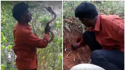 മുര്ഖനും 21 കുഞ്ഞുങ്ങളും; സുരക്ഷിതമായി പിടിച്ച് വാവ സുരേഷ്