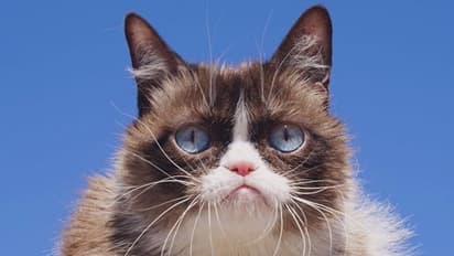 ಮೆಮೆ ಕ್ಯಾಟ್ ನಿಧನ.. ಅಭಿಮಾನಿಗಳಿಂದ ಅಶ್ರುತರ್ಪಣ