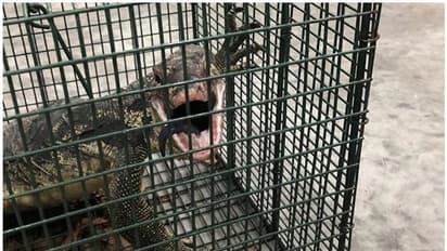 നാട്ടുകാരുടെ ഉറക്കം കെടുത്തിയ ആ ഭീമന്‍ ഉടുമ്പിനെ കൊന്നു; കീഴ്‌പ്പെടുത്തിയത്‌ അതിസാഹസികമായി