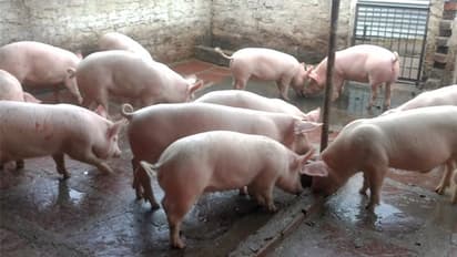 പന്നി വളർത്തൽ ഫാം ആരംഭിച്ച കുടുംബത്തിന് വിലക്ക്; അസമിലെ മതസംഘടനയ്ക്കെതിരെ പ്രതിഷേധം