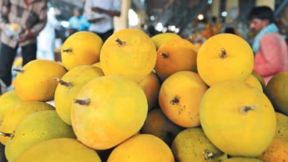 ரேட் ஏறும் மாழ்பழம்… கவலையில் விவசாயிகள்... ஆனந்தத்தில் வியாபாரிகள் ..!