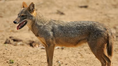 ঘর থেকে বেরোলেই শিয়ালের কামড়, গ্রাম জুড়ে আতঙ্ক, হাসপাতালে ভর্তি শিশু সহ ৩০ জন