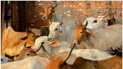 দাদরি কাণ্ডের ছায়া  গুরুগ্রামে, গো-মাংস পাচারের অভিযোগে পুলিশের সামনেই যুবককে গণধোলাই