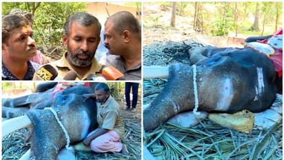 10 ടണ് വിറക്, 30 ലിറ്റര് ഡീസല്, 25 കിലോ പഞ്ചസാരയടക്കം ചെലവ് ഭീമം; ആനയെ സംസ്കരിക്കാൻ പണമില്ലാതെ ഉടമ