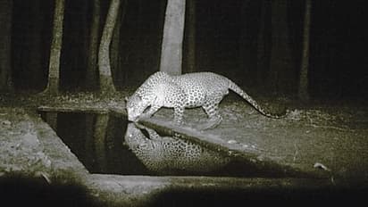 ಕಾಳಿ ಅರಣ್ಯದಲ್ಲಿ ಹುಲಿ, ಚಿರತೆಗೆ 23 ನೀರಿನ ತೊಟ್ಟಿ