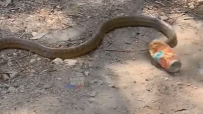 ಬಾಟಲಿಯೊಳಗೆ ಸಿಲುಕಿಕೊಂಡ ಕೇರೆ ಹಾವಿನ ವಿಡಿಯೋ ವೈರಲ್