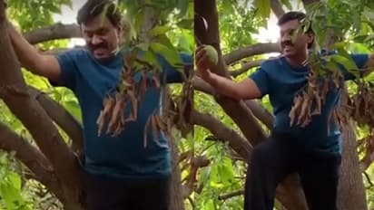 రెడ్డి గారి కోతికొమ్మచ్చి ఆట: చెట్లెక్కి మామిడి కాయలు కోసిన గాలి