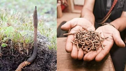 যৌন মিলনকে দীর্ঘস্থায়ী করতে সক্ষম, সোনার থেকে তিনগুন চড়া দাম এই 'হিমালয়ান ভায়াগ্রা'র