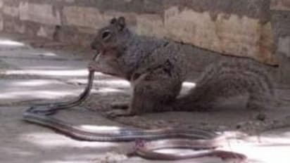 'അണ്ണാറക്കണ്ണനും തന്നാലാവുന്നതിനപ്പുറം'; പാമ്പിനെ അകത്താക്കിയ അണ്ണാന്റെ ചിത്രം വൈറൽ