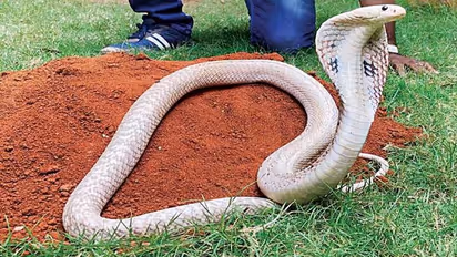 6 ಅಡಿ ಉದ್ದದ ಬಿಳಿ ನಾಗರ ಹಾವು ಪ್ರತ್ಯಕ್ಷ