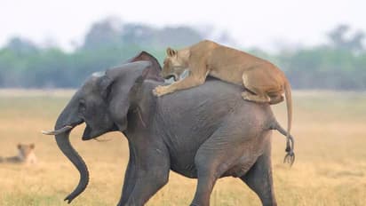 വാടാ...;കുട്ടിയാനയെ ആക്രമിച്ച സിംഹങ്ങളെ തുരത്തി ആനക്കൂട്ടം - ചിത്രങ്ങള്‍